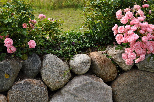 Der Garten ist eingefasst vom Sylt-typischen Friesenwall mit im Sommer herrlich blühenden Buschröschen.