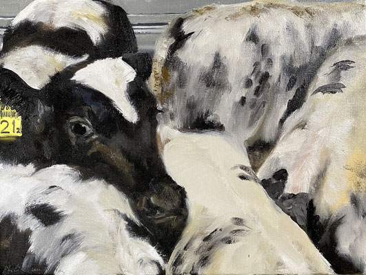 Five calves, oil on canvas 30x40cm sold © Philine van der Vegte