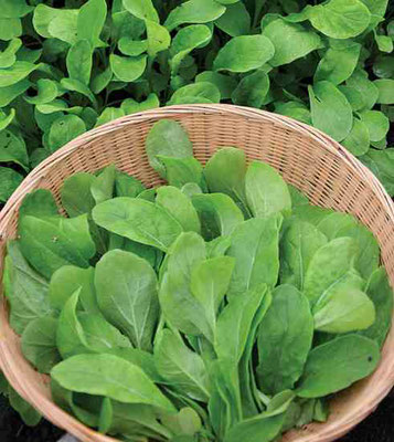 菜園家の食卓 ルッコラとカブの栽培 みんなで創る生活文化の雑誌 菜園家の食卓 ルッコラとカブの栽培 みんなで創る生活文化の雑誌