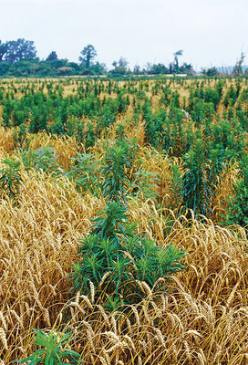 グリフォサート耐性のスギモナ（horsehide学名：Conza canadensis）の蔓延、このミシシッピの農場で収穫待ちの小麦にまみれて生き延びている。