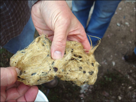 マリアアザミを調理してから、ブレンダーで さらに細かく砕く。Photo by Jeff Hansen.