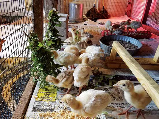 ミントを使うとひよこの区域の悪臭を防ぐのに役立つ。Photo by Sara Claypoole