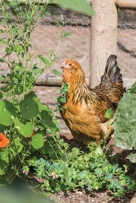 混成の飼料システムでは、雌鶏は菜園で虫や新鮮な青葉を食べられる。
