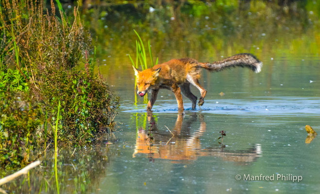 Fuchs auf der Jagd