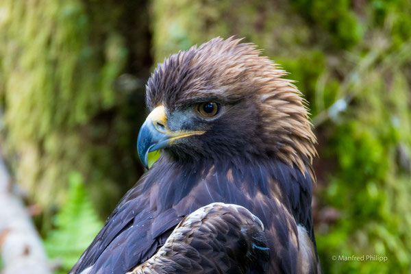 Steinadler (Golden Eagle)