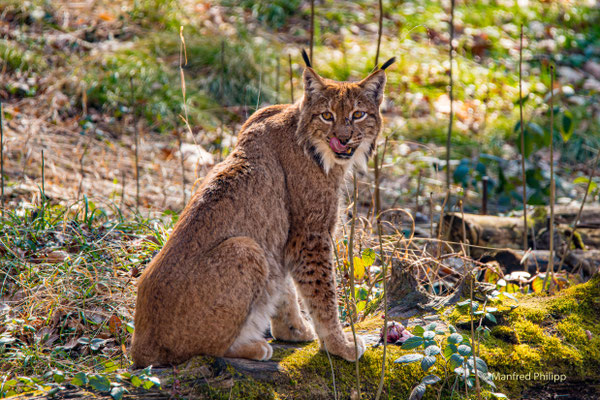 Luchs im Tierpark Langnau am Albis