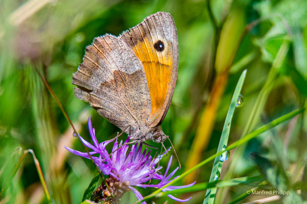 Schmetterling auf Nahrungssuche