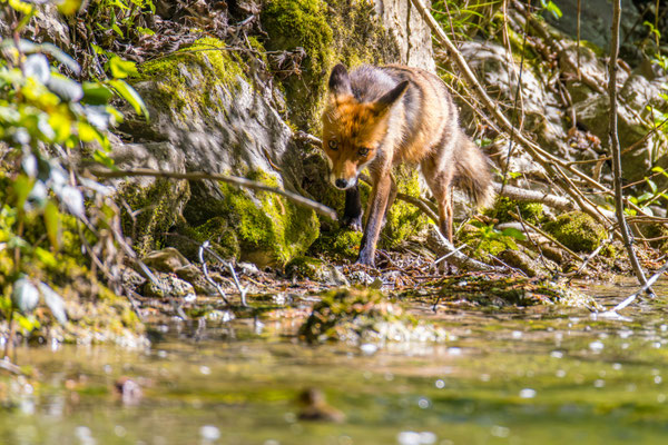 Fuchs auf der Jagd nach einer jungen Stockente