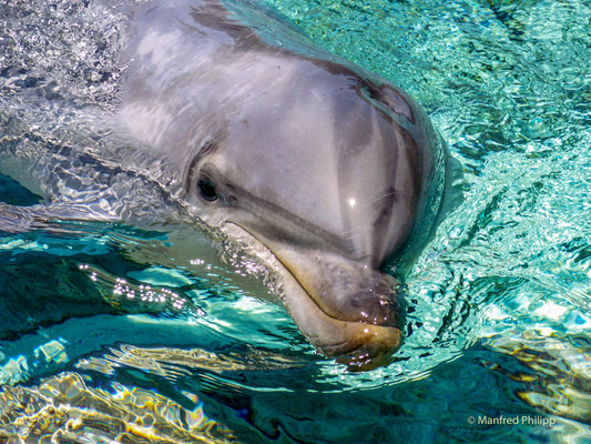 Delfin, USA