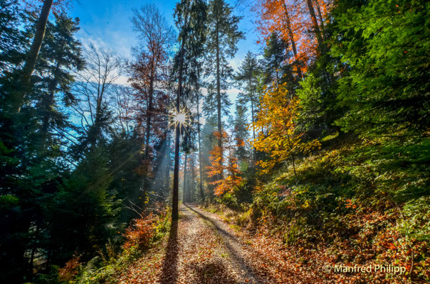 Herbstwanderung im Wald