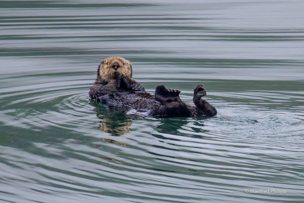 See Otter