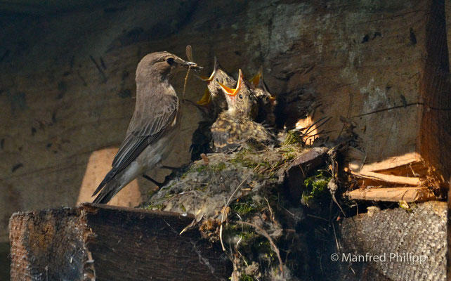 Jungvögel im Nest