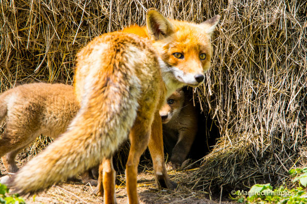Beim Fuchsbau