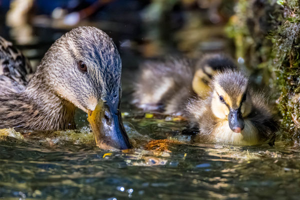 Stockente mit Jungem