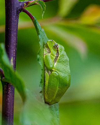 Laubfrosch