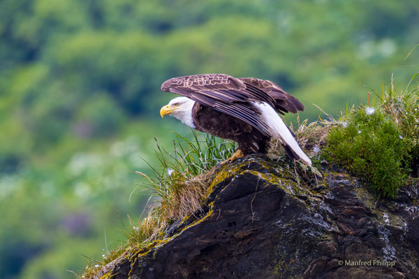  Weisskopfseeadler auf der Kodiak Island 