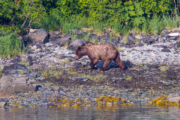 Braunbär in der Kinak Bay im Katmai National Park