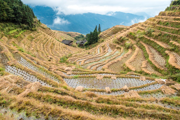 Reisterassen in Longji