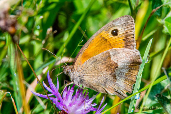 Schmetterling auf Nahrungssuche