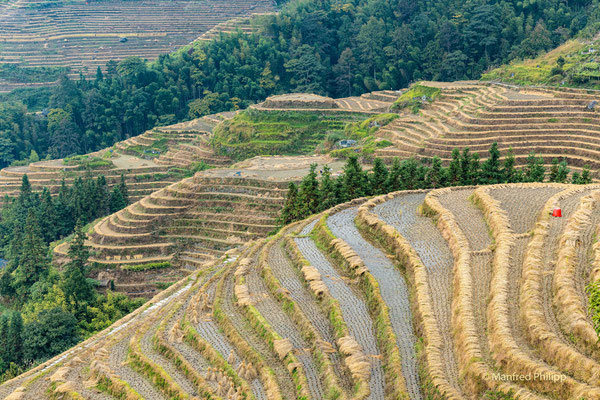 Reisterassen in Longji