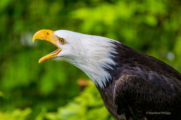 Weisskopfseeadler (Bald Eagle)