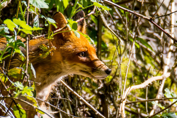 Fuchs hält Ausschau nach Beute