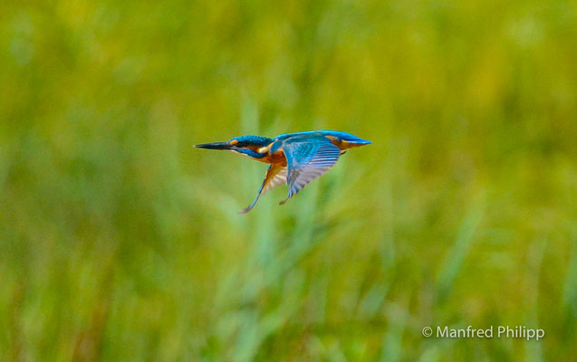 Eisvogel im Flug