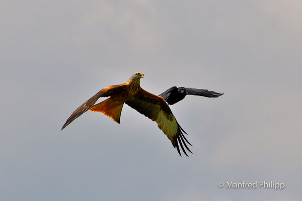 Rotmilan und Rabe im Flug