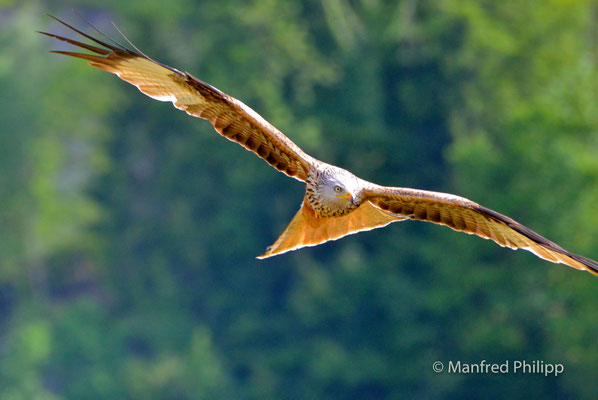 Rotmilan im Flug