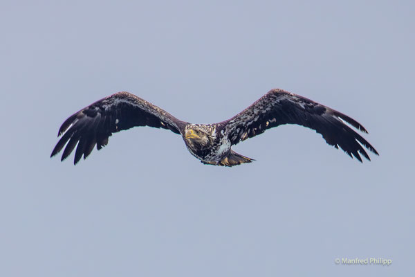 Jungadler im Flug
