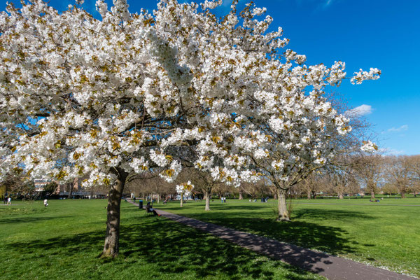 Spring in Cambridge