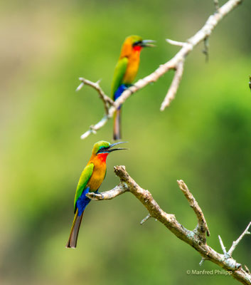Rotkehlspint, Uganda