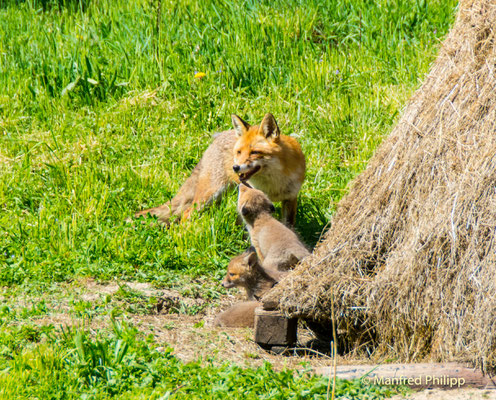 Am Fuchsbau