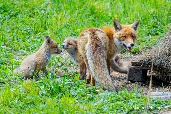 Beim Fuchsbau
