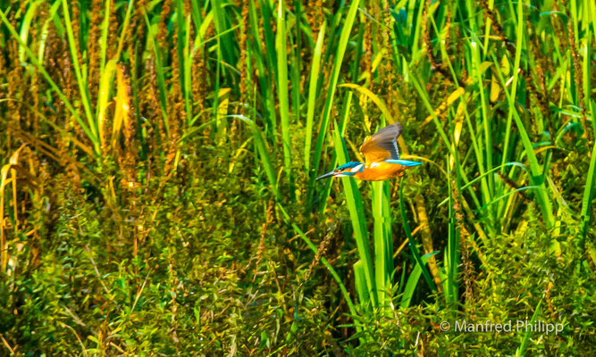 Eisvogel im Flug