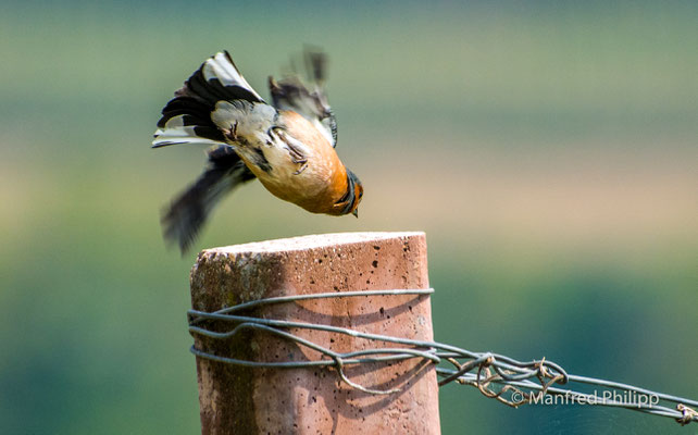 Vogel Sturzflug