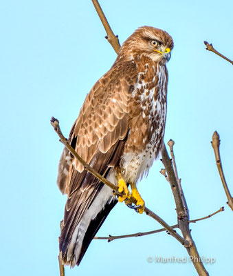 Mäusebussard