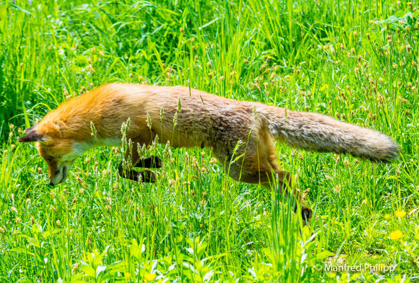 Fuchssprung