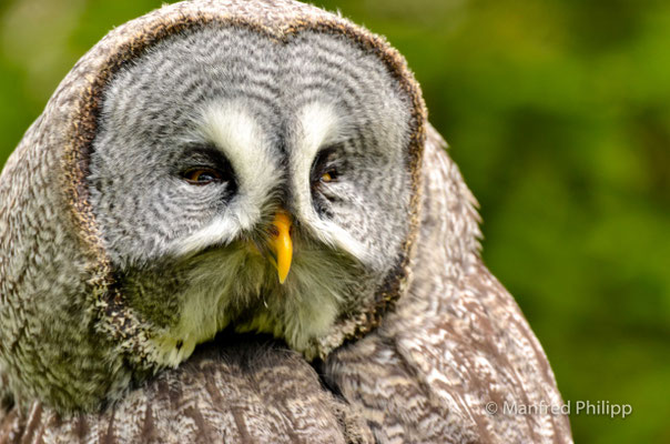 Bartkauz im Tierpark Goldau