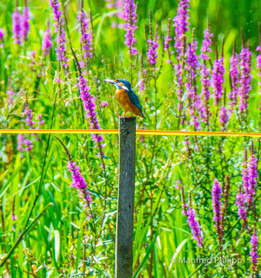 Eisvogel