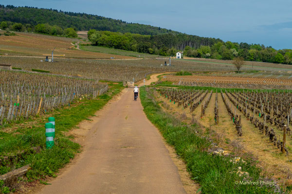 Radweg durch die Weinberge bei Beaune, Frankreich