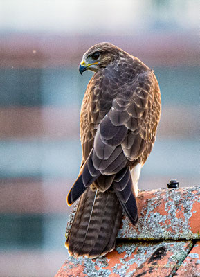 Mäusebussard
