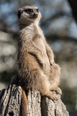 Erdmännchen, Zoo Karlsruhe, März 2018