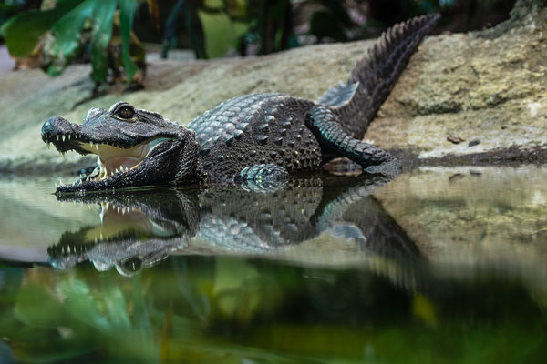 Stumpfkrokodil, Zoo Karlsruhe, Juni 2018