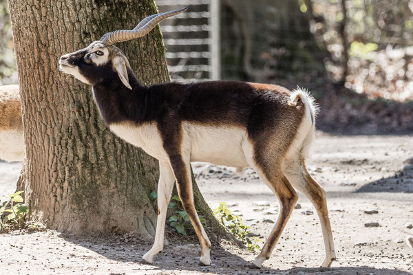 Hirschziegen-Antilope, Tierpark Oberwald, Karlsruhe, März 2020