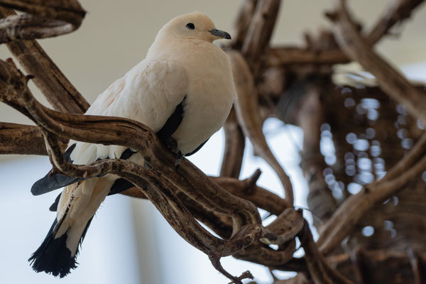 Zweifarben-Fruchttaube, Zoo Karlsruhe Juli 2019