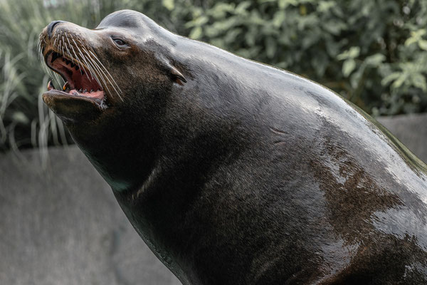 Kalifornischer Seelöwe, Zoo Karlsruhe, Juli 2018