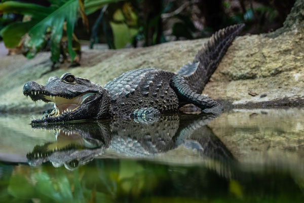 Stumpfkrokodil, Zoo Karlsruhe, Juli 2018