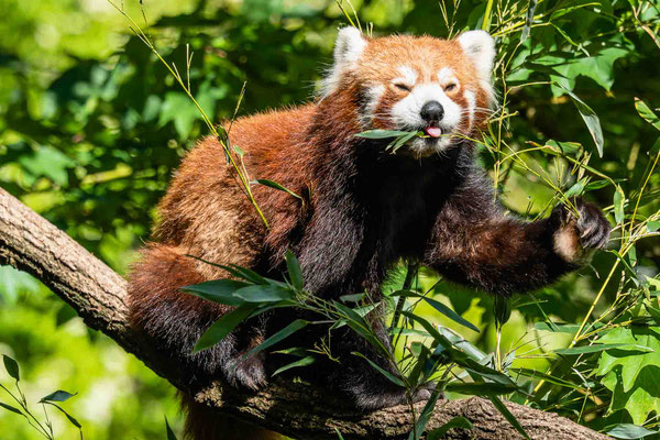 Roter Panda, Zoo Karlsruhe, Mai 2020