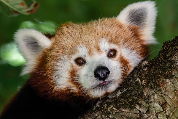 Kleiner Panda, Zoo Karlsruhe Juli 2019